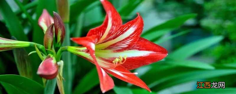 朱顶红花期多少天 朱顶红花期多少天蝴蝶兰