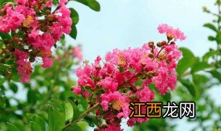 紫薇花养护方法 养殖的技巧是什么