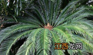 铁树种植方法 养殖的时候需要注意什么