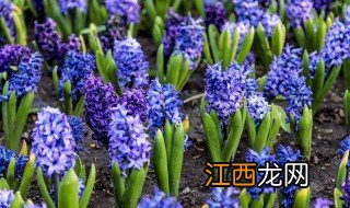 风信子开花特点 它有什么价值