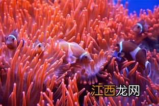 3月9日是什么星座 阳历3月9日出生的双鱼座性格