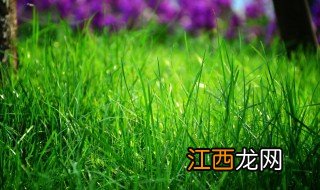 稞是什么意思 稞是什么