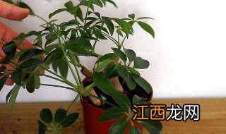 鹅掌木什么季节修剪 鹅掌木什么季节修剪好