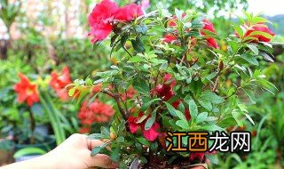 杜鹃花什么季节换盆 杜鹃花几月份换盆合适