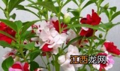 凤仙花怎么养