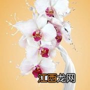 牛奶怎么打花视频