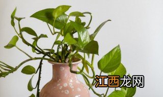 家放什么植物招财 什么植物放家里招财