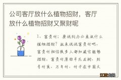 公司客厅放什么植物招财，客厅放什么植物招财又聚财呢