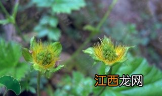 无尾果属介绍