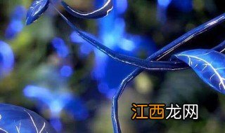 唐三的蓝银皇介绍 蓝银皇简介