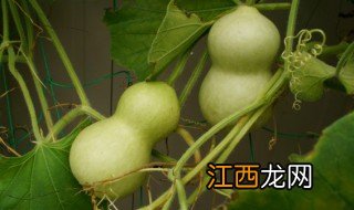 葫芦什么季节种植 葫芦什么季节种植最好