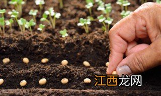 重楼什么季节种植多少时间能发芽 重楼什么季节种植