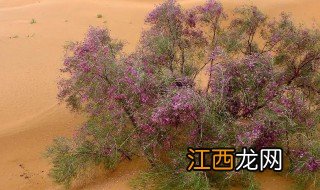 花棒是什么 花棒是什么植物