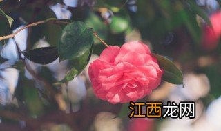 梦到花开是什么意思呢 梦到花开是什么意思