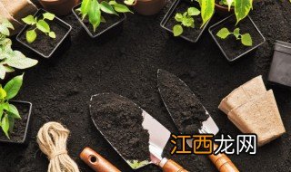 在家种植墨竹的方法 墨竹怎样种