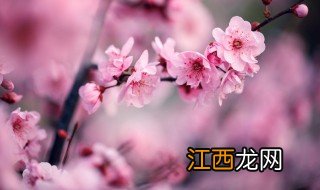 梅花在家种植方法 梅花在家种植方法视频