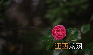 茶花施肥方法和注意事项，茶花施肥方法和注意事项图片