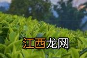 黄豆芽的保质期是多久 黄豆芽怎么保存时间长