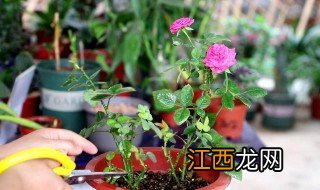 月季花施肥方法及注意事项 月季花施肥方法及注意事项视频