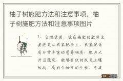 柚子树施肥方法和注意事项，柚子树施肥方法和注意事项图片