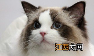 晚上睡觉梦到猫什么意思 梦到猫什么意思