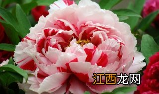 牡丹的花语是什么