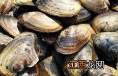 河蚌煮多久比较安全