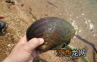 河蚌煮多久比较安全