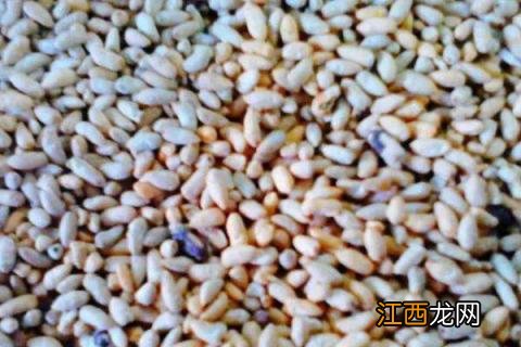 棉花种子国家标准芽率，国家种子发芽率标准