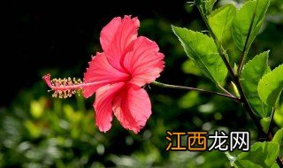 朱槿种植方法 朱槿盆栽养殖注意什么