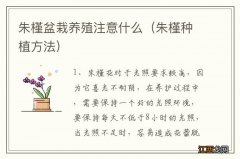 朱槿种植方法 朱槿盆栽养殖注意什么