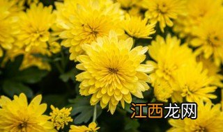 盆栽菊子的养殖方法和注意 盆栽菊子的养殖方法和注意事项