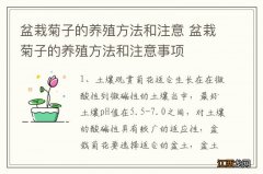 盆栽菊子的养殖方法和注意 盆栽菊子的养殖方法和注意事项