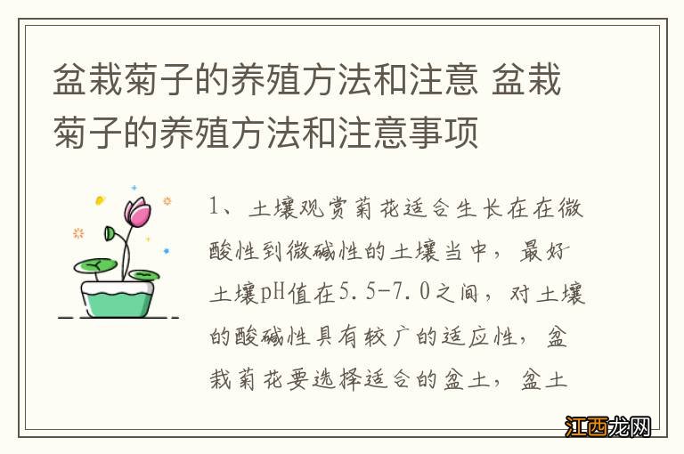 盆栽菊子的养殖方法和注意 盆栽菊子的养殖方法和注意事项