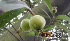 水竹蒲桃介绍