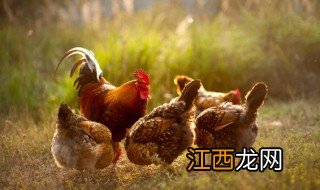 土鸡养殖新手注意什么 土鸡养殖新手注意什么问题