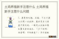 土鸡养殖新手注意什么 土鸡养殖新手注意什么问题