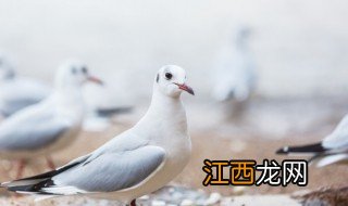 新手养殖鸽子注意哪些 新手养殖鸽子注意哪些问题