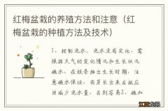 红梅盆栽的种植方法及技术 红梅盆栽的养殖方法和注意