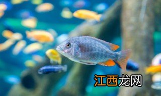 新手养殖罗非鱼注意些什么 新手养殖罗非鱼注意