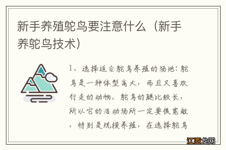 新手养鸵鸟技术 新手养殖鸵鸟要注意什么