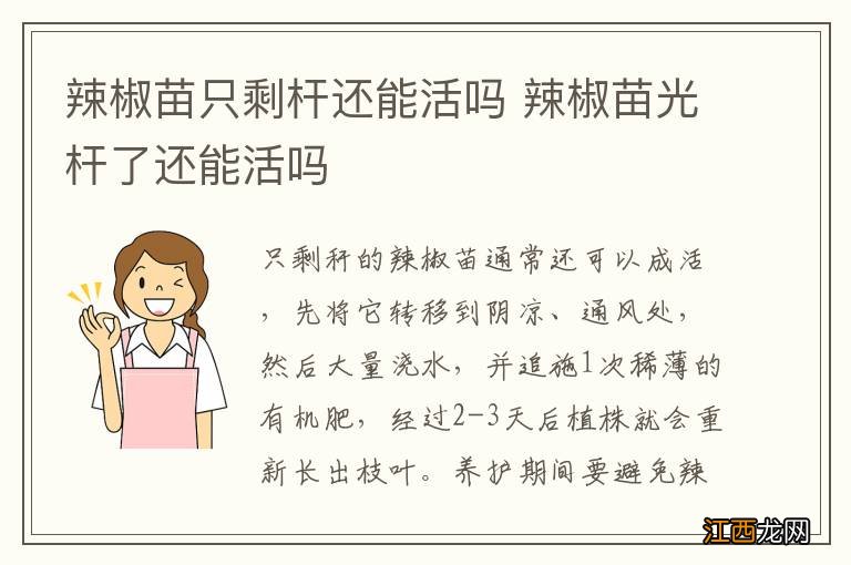 辣椒苗只剩杆还能活吗 辣椒苗光杆了还能活吗