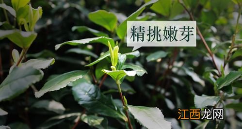 怎么区别雀舌茶毫还是发霉