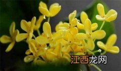 桂花有几种种类