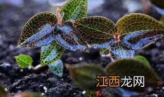 金线莲种植技术方法 金钱莲人工种植方法