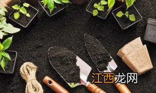 沉香树人工种植方法图解 沉香树人工种植方法