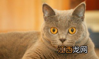 为什么怀孕不能养猫 怀孕不能养猫的原因