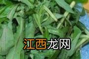 吃曲曲菜有什么好处 曲曲菜有哪些营养成分