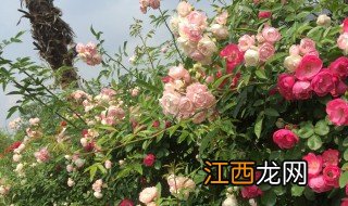 蔷薇花家里种植可以吗，蔷薇花可以在家里种吗