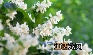 夏天茉莉花怎么养才长得好呢 夏天茉莉花怎么养才长得好